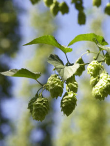 Hopfen und Malz - Gott erhalts. . . . das Mühlviertel!