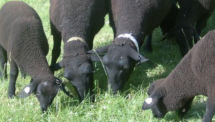 Bio-dünger kommt vom Schaf