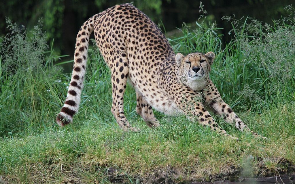 Familienerlebnis Tierpark