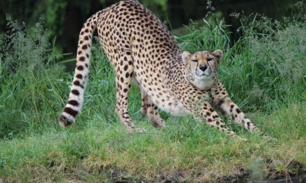 Familienerlebnis Tierpark