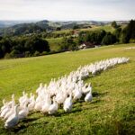 OÖ Future Award 2026 goes to Köglerhof