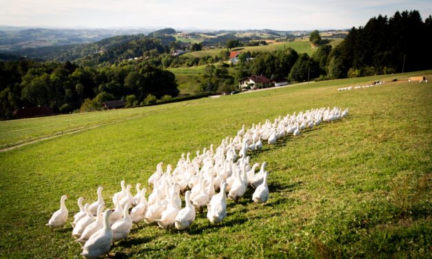 OÖ Future Award 2026 goes to Köglerhof